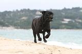 CANE CORSO 588